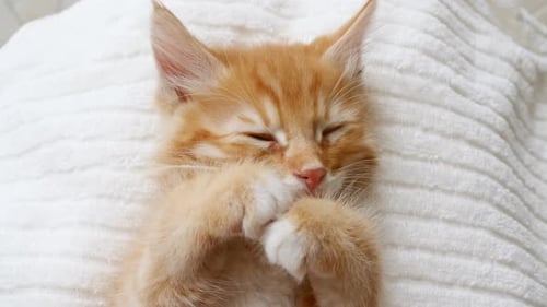Cute Ginger Kitten Sleeping Peacefully on Blanket