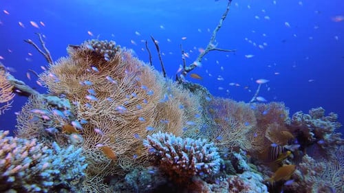 Tropical Colourful Fish and Coral