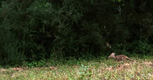 Renard roux, vulpes vulpes, adulte courant sur l'herbe, Normandie en France, ralenti 4K