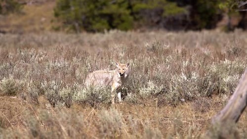 Coyote Walking Through Grassy Field in Daytime
