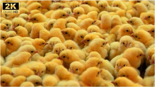 Cluster of Adorable Yellow Baby Chicks on Farm