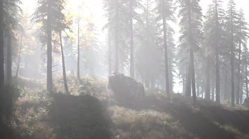 Forêt lumineuse tôt le matin dans les montagnes