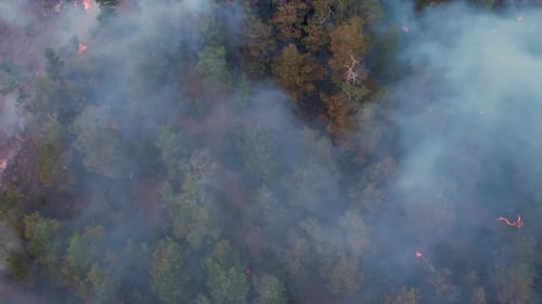 Big Forest Fire Fighting