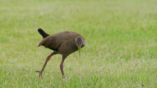 Sneaky giant wood rail, aramides ypecaha walking slowly across the grass field, searching for invert