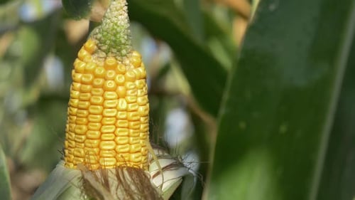 ripe corn in September in the field