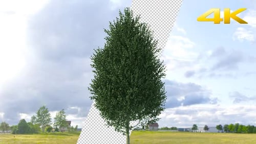 Animated Realistic Tree Swaying in Wind with Transparent Background