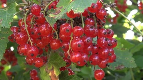 Ripe Red Currants Growing on the Bush