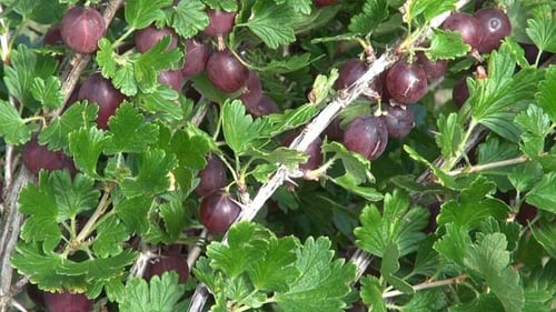Abundant Gooseberries Growing on Bush with Thorns