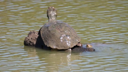 Big African helmeted turtle on a tree trunk in a lake
