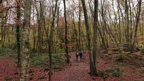 Im Herbst bewegen Sie sich im Buchenbaumfeld