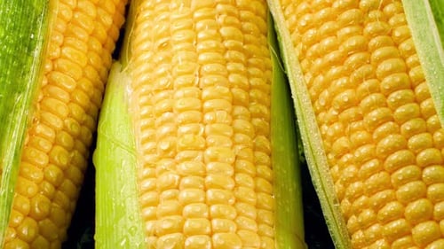 Close Up of Fresh Corn on the Cob