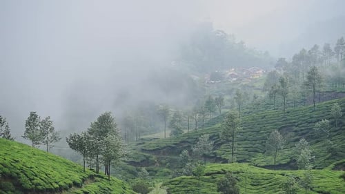 Brouillard traversant les plantations de thé, Munnar, Kerala, Inde, par une journée maussade