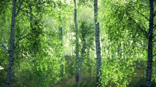 Birch Grove on a Sunny Summer Day Landscape