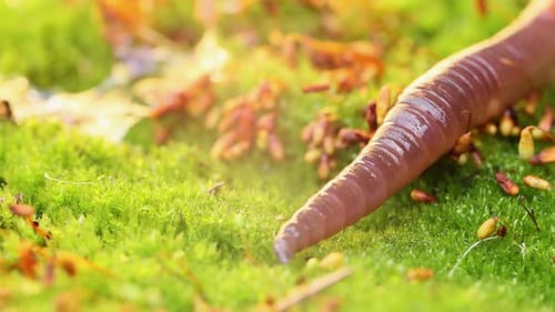 Un ver de terre est un invertébré terrestre qui appartient à la classe Clitellata
