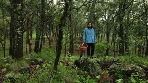 Aerial view of foggy forest and woman collecting mushrooms