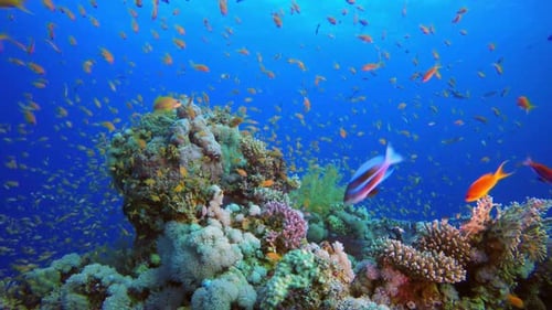 Coloridos arrecifes de coral tropicales