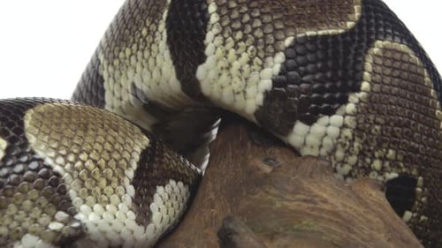 Royal Python or Python Regius on Wooden Snag in Studio Against a White Background. Close Up