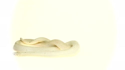 Texas Rat Snake Isolated on a White Background in Studio