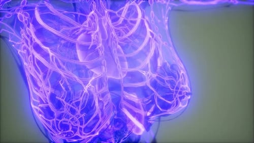 Glowing Human Torso Medical Scan 3D Animation