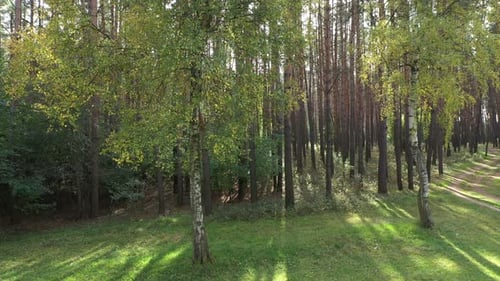Sun Rays Among Trees In The Forest