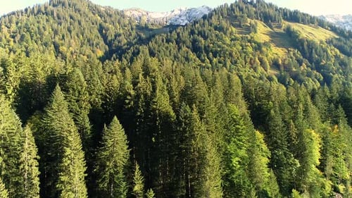 Aerial view of pine tree forest near the alps mountain range, Europe.
