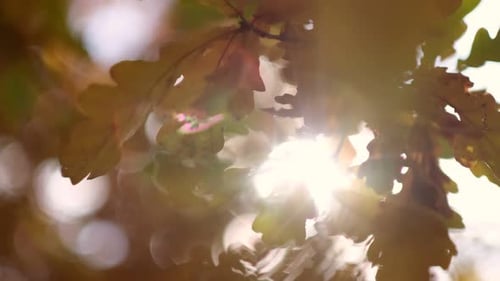 Autumn Sun Shining Through Yellow Foliage