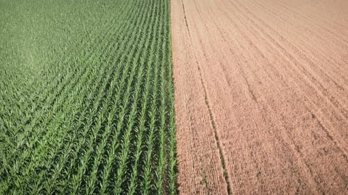 Aerial View of Two Contrasting Crop Fields