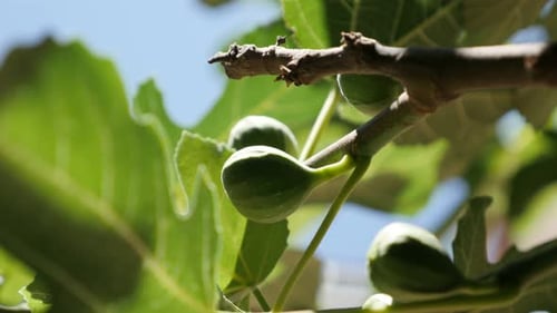 Zweige mit junger grüner Feige 4K 3840X2160 30fps UHD-Aufnahmen - Organic Ficus carica Frucht