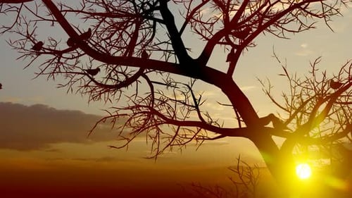 Sunset Baum und Vögel Nahaufnahme