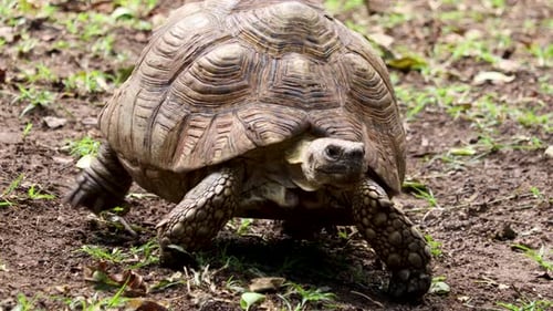 Gefährdete Schildkröte kriecht langsam, Nahaufnahme.