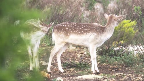 Fallow Deer in Forest
