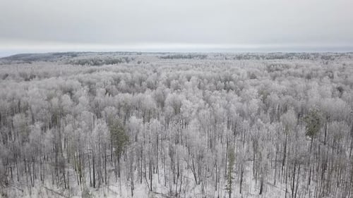 Straße im Winterwald
