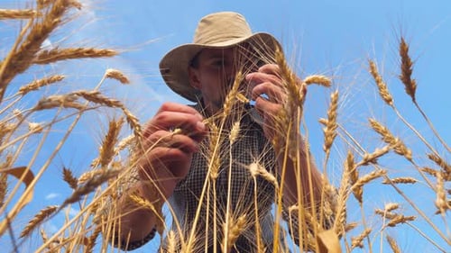 Young Agronomist Exploring Ripe Barley Stalks at Golden Plantation. Male Farmer Examining Wheat Ears