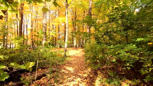 Autumn Forest Path with Golden Leaves and Sunlight