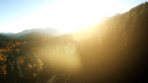 Aerial Drone View Flight Over Pine Tree Forest in Mountain at Sunset