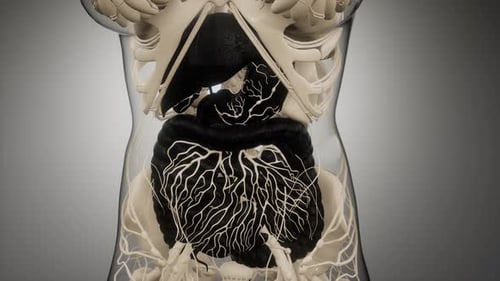 Human Digestive System Parts and Functions
