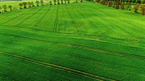 Aerial view of spring green field in Poland