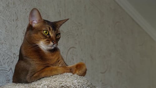 Porträt einer abessinischen Katze