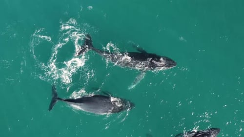 Vista aérea de ballenas jorobadas