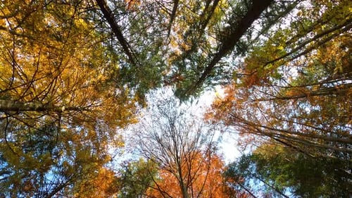 Colorful Fall Trees Seen From Below in Daylight