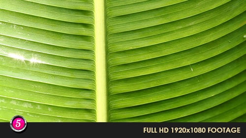 Green Leaf In Nature 6