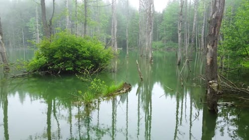 Magischer Morgen Nebelsee Tote Bäume im Wasser Schöner Sumpf in der Sommersaison Aerial Nature