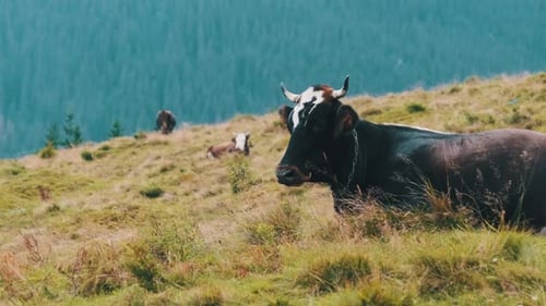Brown Cow Grazes on a Green Mountain Meadow in the Highlands. Slow Motion