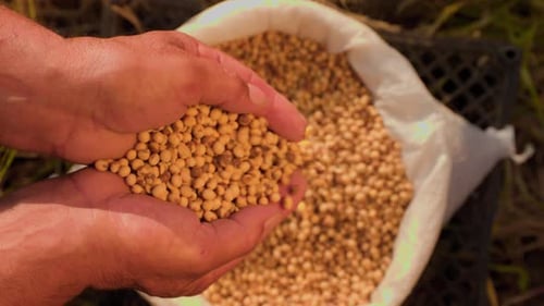 Close Up Soybean Grains in a Hand After Good Harvest of Successful Farmer
