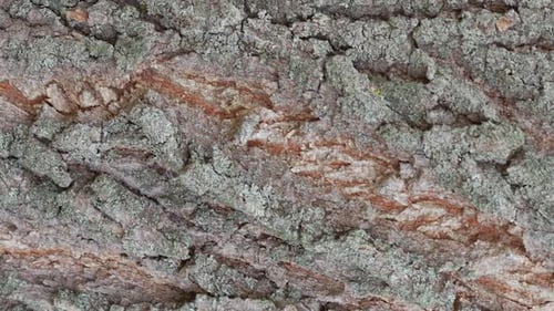 Tree Bark Texture Close Up Slow Motion