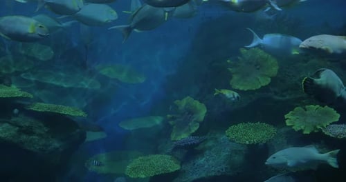 Close Up Shot of Tropical Fishes and Corals in Aquarium. Siam Ocean World, Bangkok, Thailand