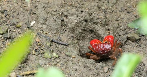 Geigenkrabbe