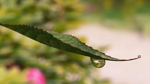 Eau qui coule des feuilles