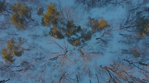 Winter Pine Forest Aerial