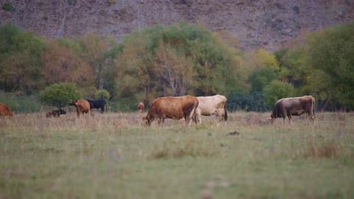 Herd of cattle grazing on the pasture